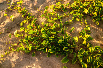 sand background with leaves