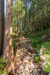 View at Trail in Park in Vancouver, Canada.