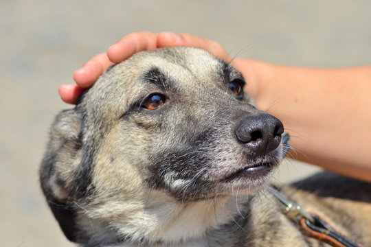 A dog with light hair and brown eyes is stroked by man hand, the dog is afraid and pressed his ears