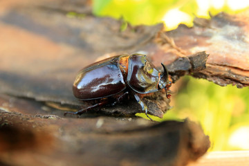 Nashornkäfer