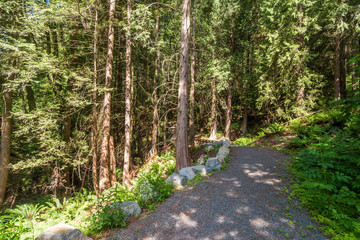 View at Trail in Park in Vancouver, Canada.