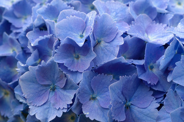 Huge inflorescences of blue large hydrangea (Latin Hydrangea macrophylla). Beautiful, toxic and healing flower hydrangea - a symbol of the island of San Miguel, Azores, Portugal.