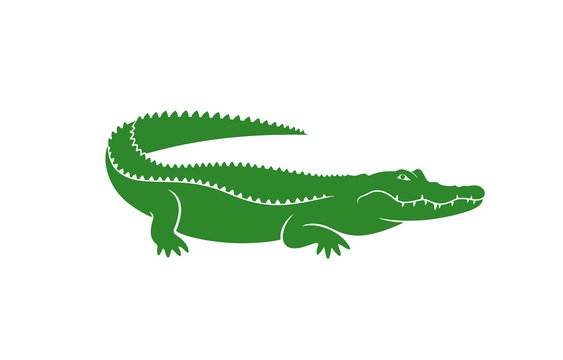Crocodile logo. Abstract crocodile on white background