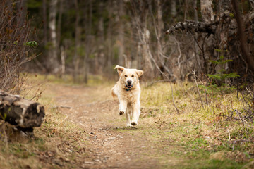 Naklejka premium Funny, cute and happy dog breed golden retriever running in the forest and has fun at sunset