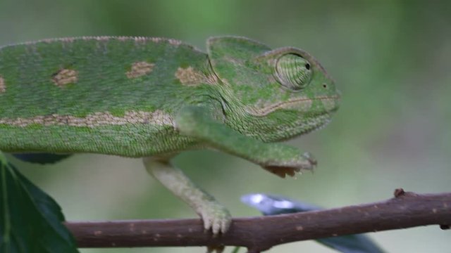common chameleon