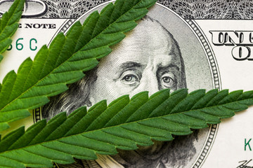 Money and marijuana. Concept of business, medicine and selling hemp, drugs. Hundred dollar bill of...