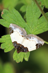 Brombeer-Blattspanner