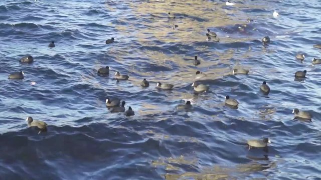 birds sway on the sea waves