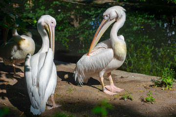 Birds pelicans talking. Funny birds. Pelican in the Park.  
