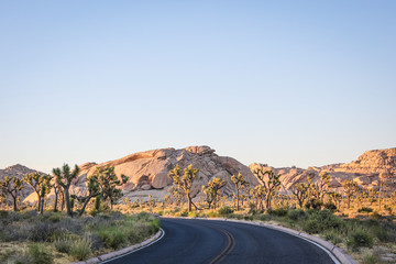 Joshua Tree road