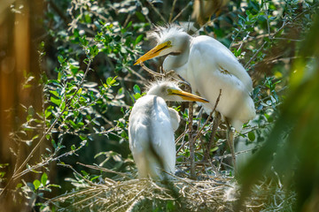 Egret Chicks on the Nest