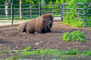 Fototapeta premium American bison resting in the zoo
