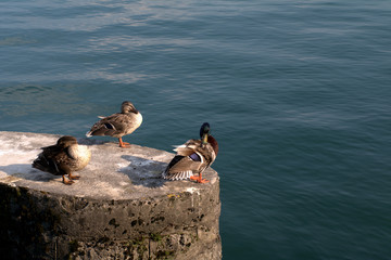 ducks,lake,birds,animal,summer,wild,view