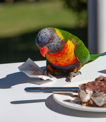Parrot Sydney Australia