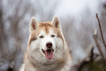 Beautiful and happy Siberian Husky dog sitting in the forest in spring on snowy day