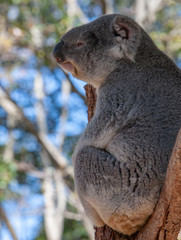 Koala bear in tree Sydney Australia