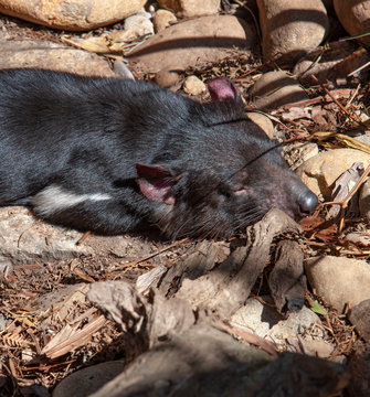 Possom Australia sleeping