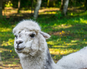Portrait of a white alpaca on the background of green grass.