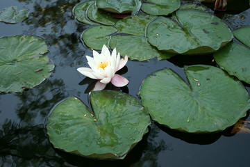 water lilies in the pond in the Park