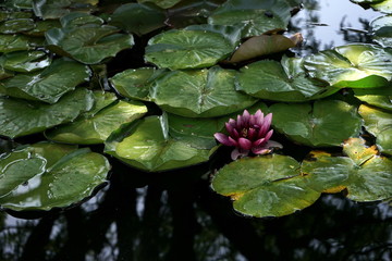 water lilies in the pond in the Park