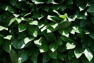 Fototapeta na wymiar background texture trudging up the tree ivy