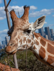 Giraffe at Taronga Zoo with skyline of Sydney Australia