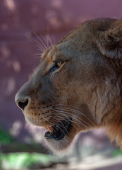 Fototapeta na wymiar Lion female 