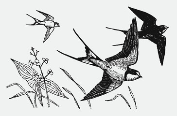 Three barn swallows hirundo rustica flying over flowers and grasses, after antique engraving from early 20c. - obrazy, fototapety, plakaty