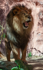Obraz na płótnie Canvas Lion male 