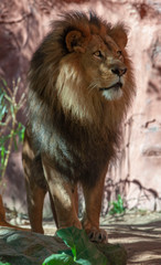 Obraz na płótnie Canvas Lion male 