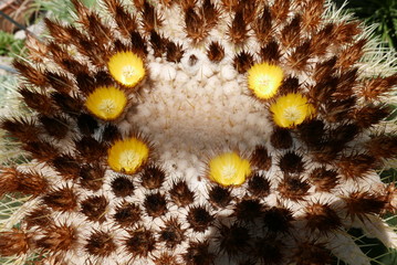 Golden barrel cactus or mother-in-lar-seat - Echinocactus grusonnii