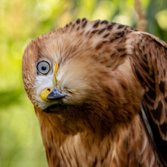 Hawk portrait with selective soft focus, on the background of green nature.