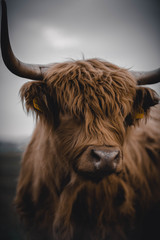 Highland Cattle