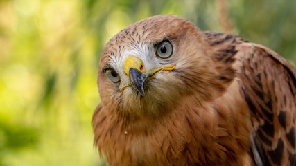 Hawk portrait with selective soft focus, on the background of green nature.