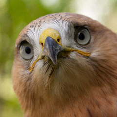 Hawk portrait with selective soft focus, on the background of green nature.