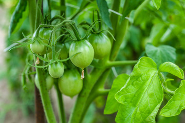 Green Tomatoes in a garden. Close up. Farm plants