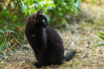 Black cat in profile with yellow eyes in green grass in nature, copy space	