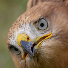 Hawk portrait with selective soft focus, on the background of green nature.