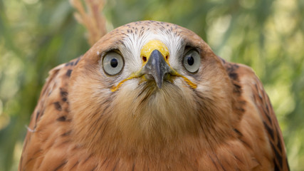 Hawk portrait with selective soft focus, on the background of green nature.