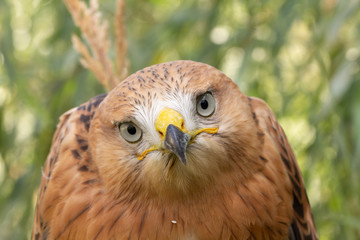 Hawk portrait with selective soft focus, on the background of green nature.