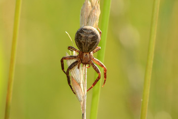 Busch-Krabbenspinne