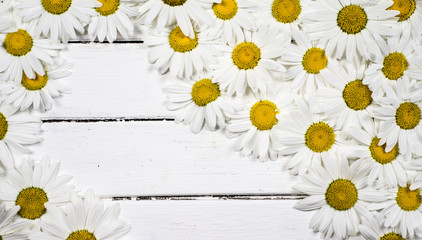 background with daisies and place for your text