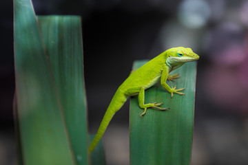 Texas / American green anole, lizard on a yucca plant. Copy space