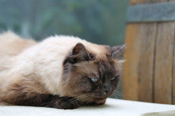 Ragamuffin