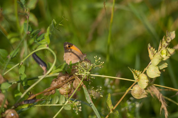 Maniola jurtina on the blossom of a thistle plant