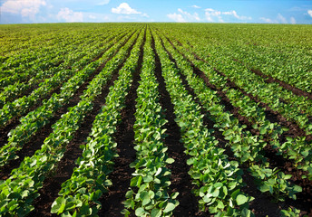 Field of young shoots of soy. Thick rows of soybean plants growing in a field in the rays of the sun. Selective focus.
