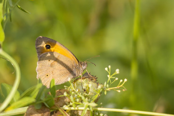 Maniola jurtina on the blossom of a thistle plant