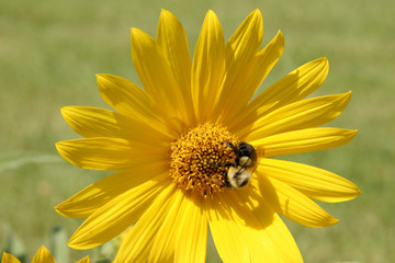 sunflower bumblebee