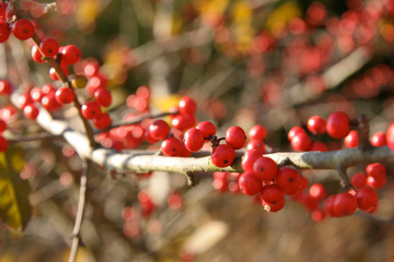 red berries on a branch