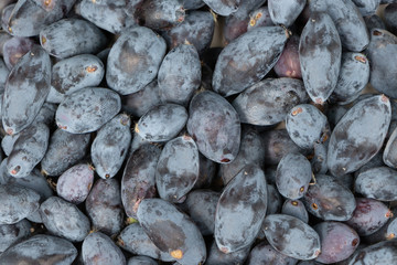 A group of fresh wild honeysuckle dark blue berries in summer